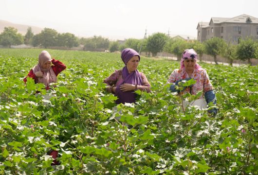 ВРЕМЯ СБОРА ХЛОПКА