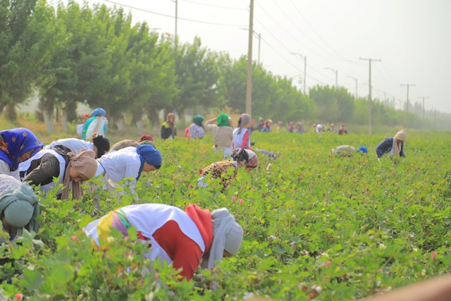 В ХАТЛОНСКОЙ ОБЛАСТИ СОБРАНО БОЛЕЕ 208 ТЫСЯЧ ТОНН ХЛОПКА